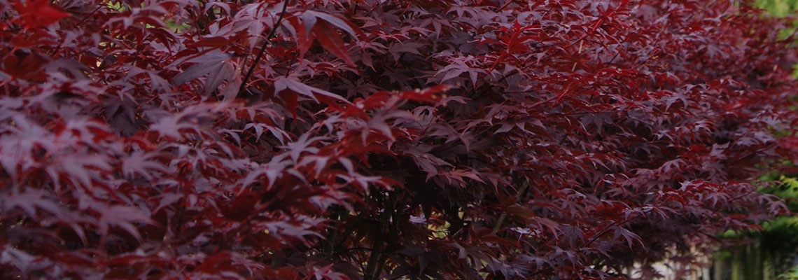 Acer Bloodgood0.jpg